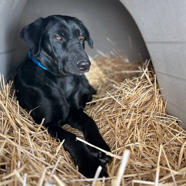 A black Labrador retriever sitting on a bed of straw inside a dog house.