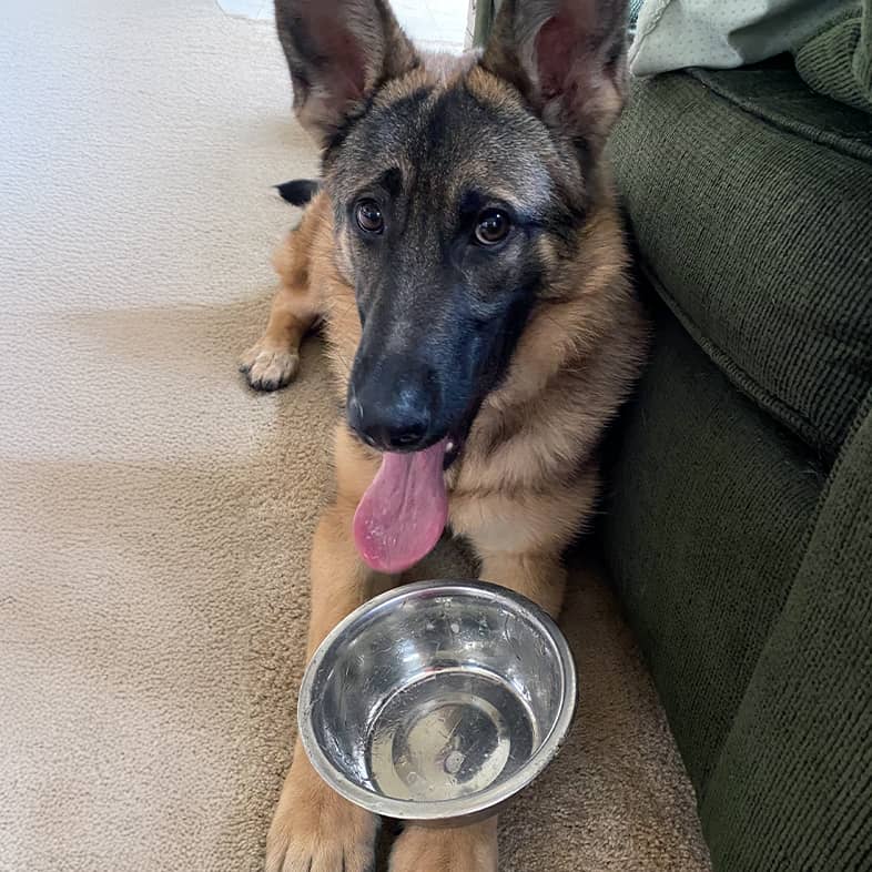 A black and tan dog lying on the floor with a metal food bowl resting on top of its paws.