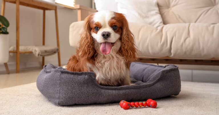 A Cavalier King Charles spaniel dog sitting in a gray dog bed with a toy on the floor.