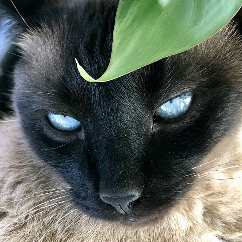 A close-up of a black and tan Tonkinese cat with blue eyes.