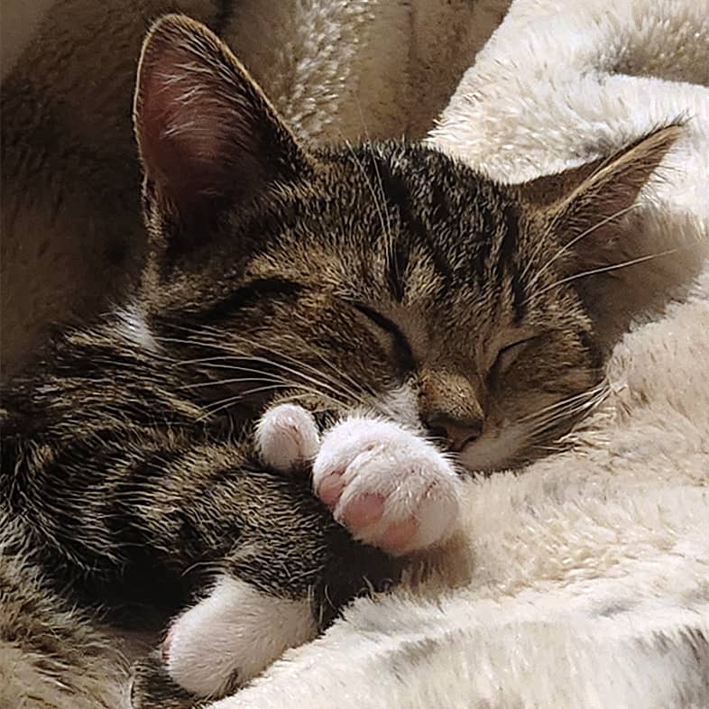 A close-up of a brown kitten with black stripes sleeping on a soft, white blanket.