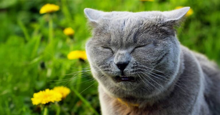 A close-up of a gray cat sneezing while standing outside in grass.