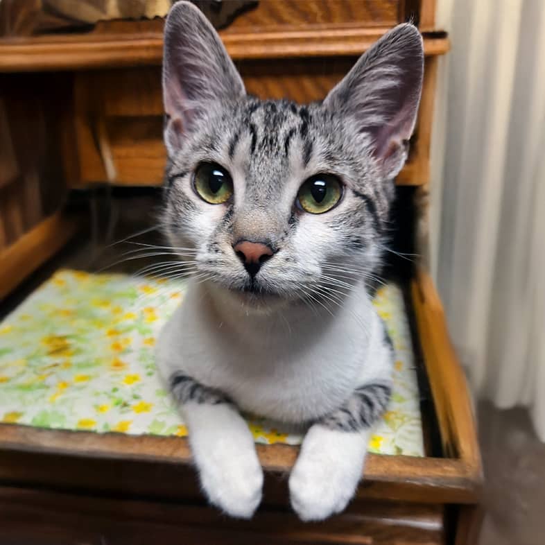 A close-up of a white cat with black and gray stripes sitting on a flowery pillow.
