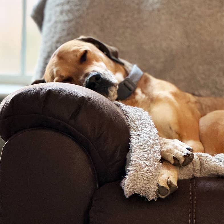 A close-up of a tan dog sleeping on the arm of a couch on top of a white blanket.