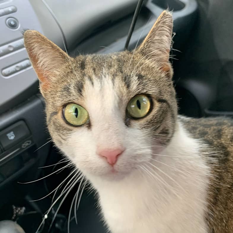 A close-up of a white and brown American shorthair cat sitting in the front seat of a car.