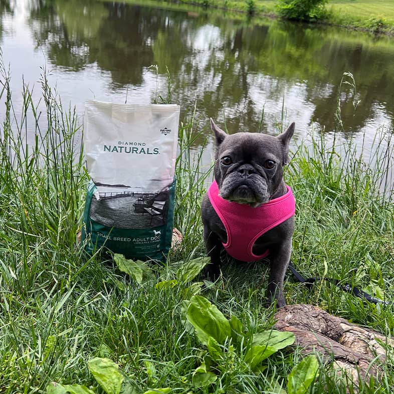A French bulldog wearing a pink harness while sitting outside next to a bag of Diamond Naturals Small Breed Adult Dog Lamb and Rice Formula.