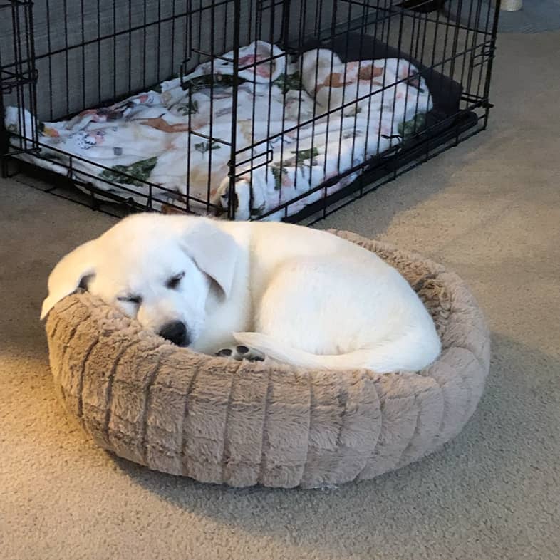 A white Labrador retriever sleeping curled up inside a dog bed on the floor.