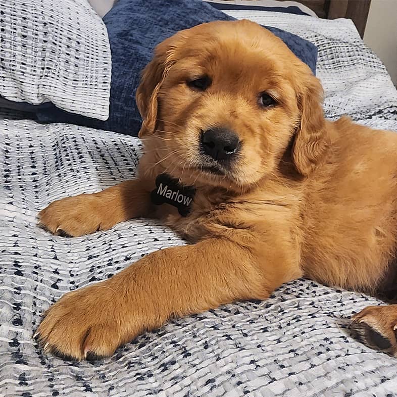 A young golden retriever lying on a bed wearing a name tag that reads 'Marlow'.