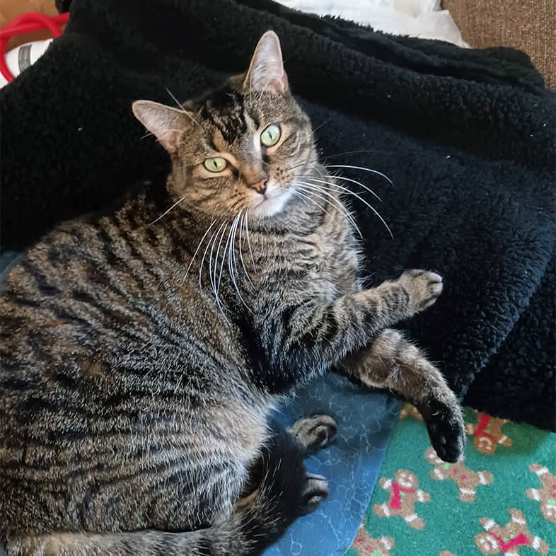 A black and brown striped cat lying on a soft navy blue blanket.