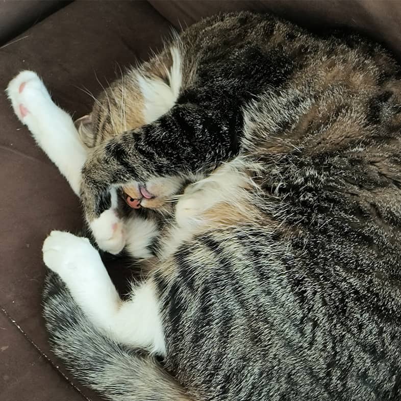 A black, brown and white striped domestic shorthair cat sleeping curled up on a brown pillow.