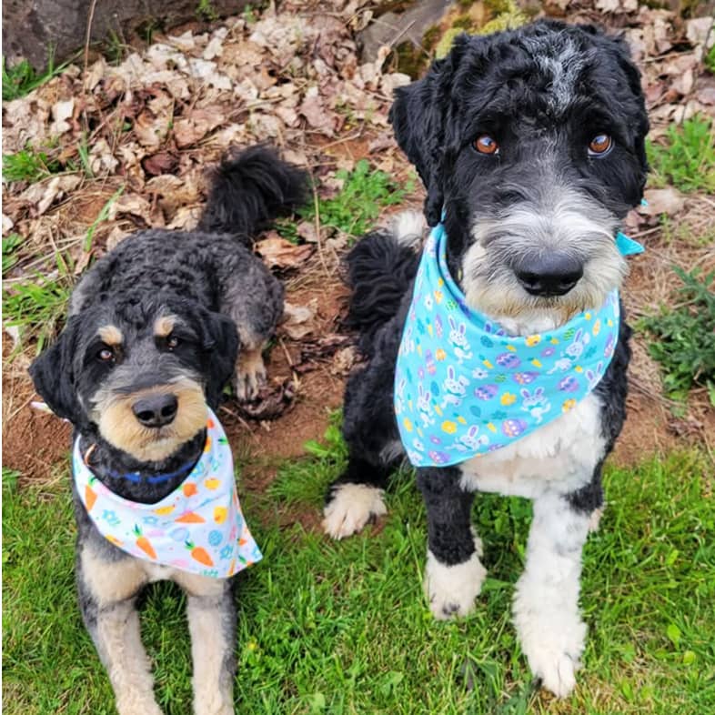 A black and tan dog wearing a colorful bandana with carrots on it lying next to a black and white dog wearing a light blue bandana with bunnies and easter eggs on it.