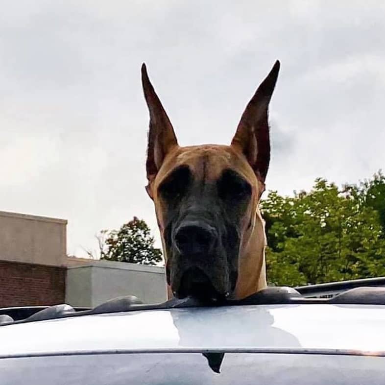 A black and tan Great Dane with tall pointy ears poking its head out of the sunroof of a car.