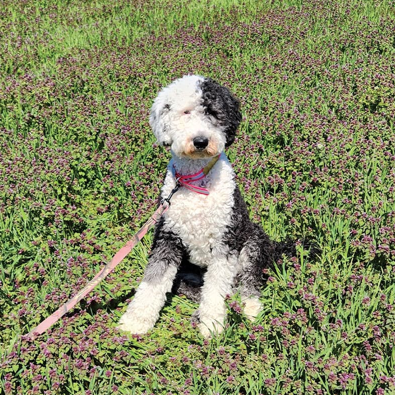 A black and white dog wearing a pink collar and leash sitting in a field of green grass and purple flowers.