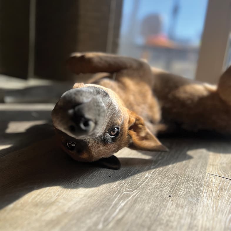 A brown dog lies on its back on a wooden floor in the sun, looking playfully upside down at the camera.