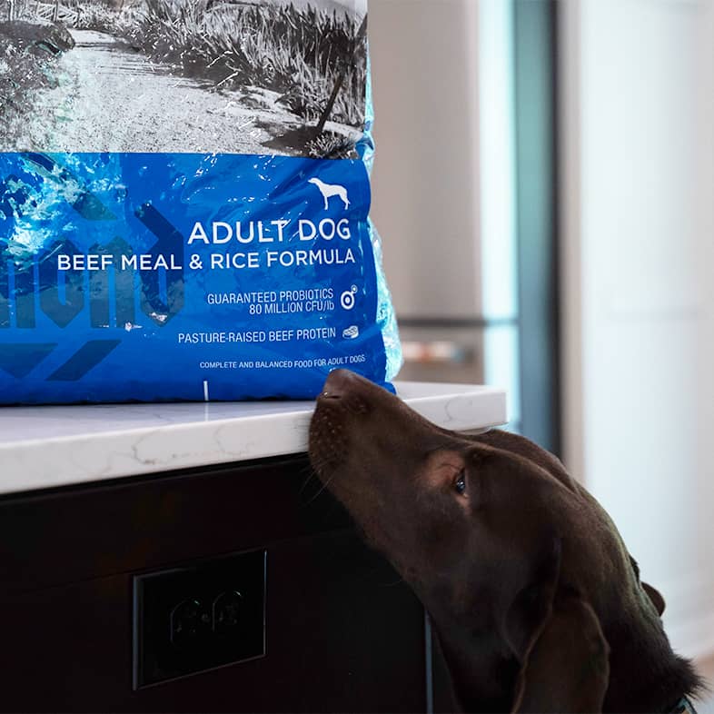 A brown dog sniffing a bag of Diamond Naturals Adult Dog Beef Meal & Rice Formula that's sitting on a kitchen counter.