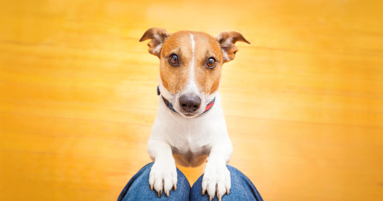 A brown and white dog standing on its hind legs with its paws on a person’s legs while staring up at them.