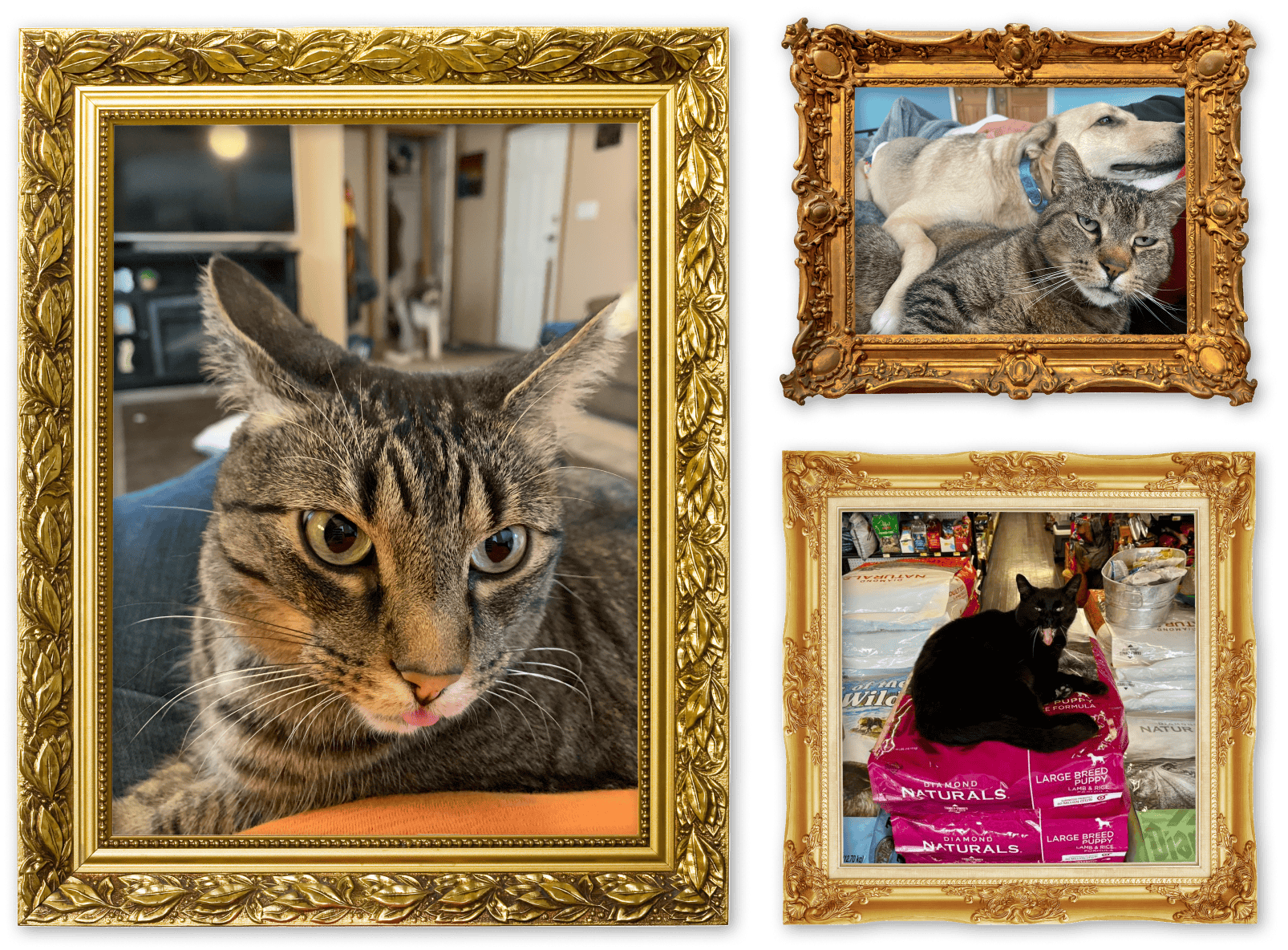 Three images of cats in picture frames for the Catitude album on the Diamond Family Album.