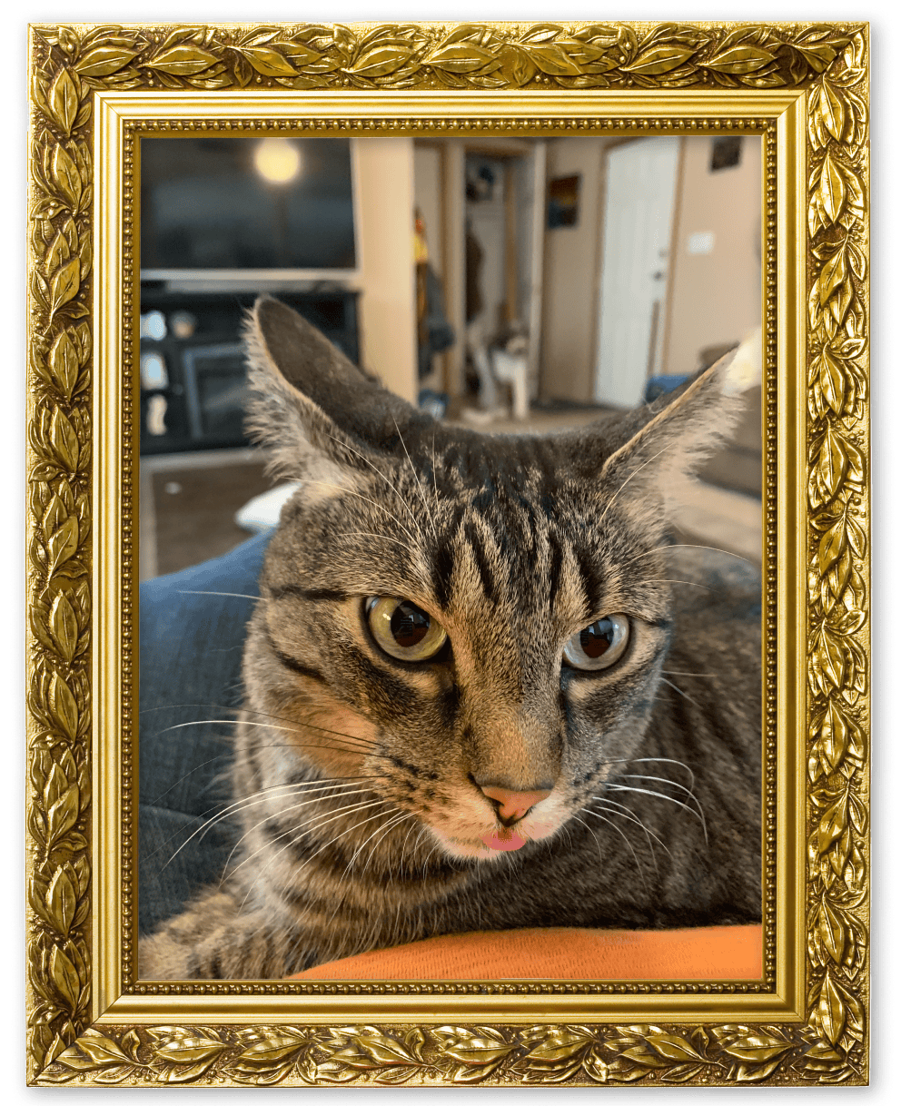 An image of a cat in a picture frame for the Catitude album on the Diamond Family Album.
