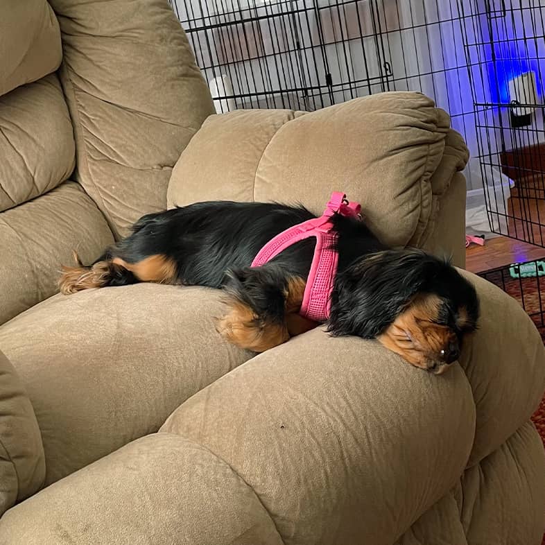 A Cavalier King Charles spaniel puppy sleeping on a large fluffy sofa.
