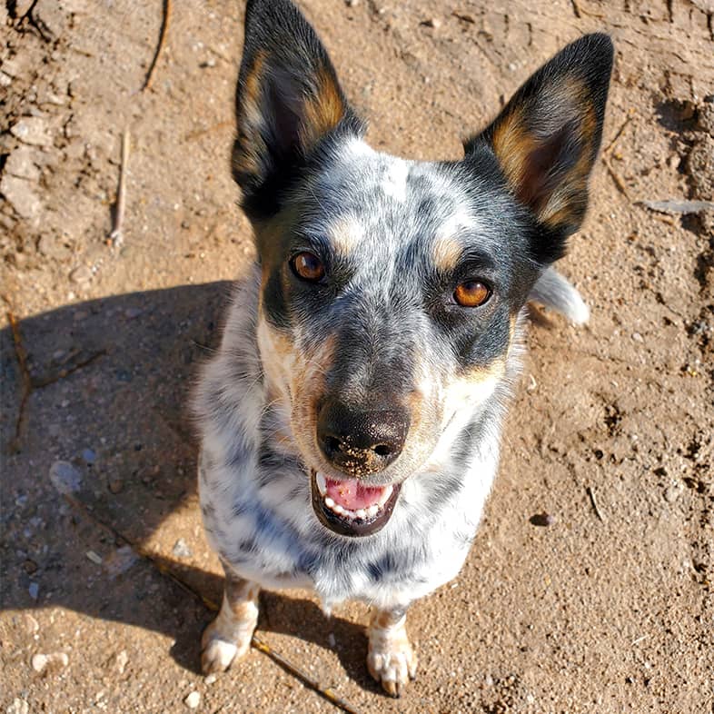 A close-up of an Australian cattle dog sitting in the dirt on a sunny day.