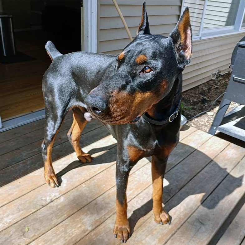 A close-up of a Doberman pinscher standing outside on a deck in the sun.