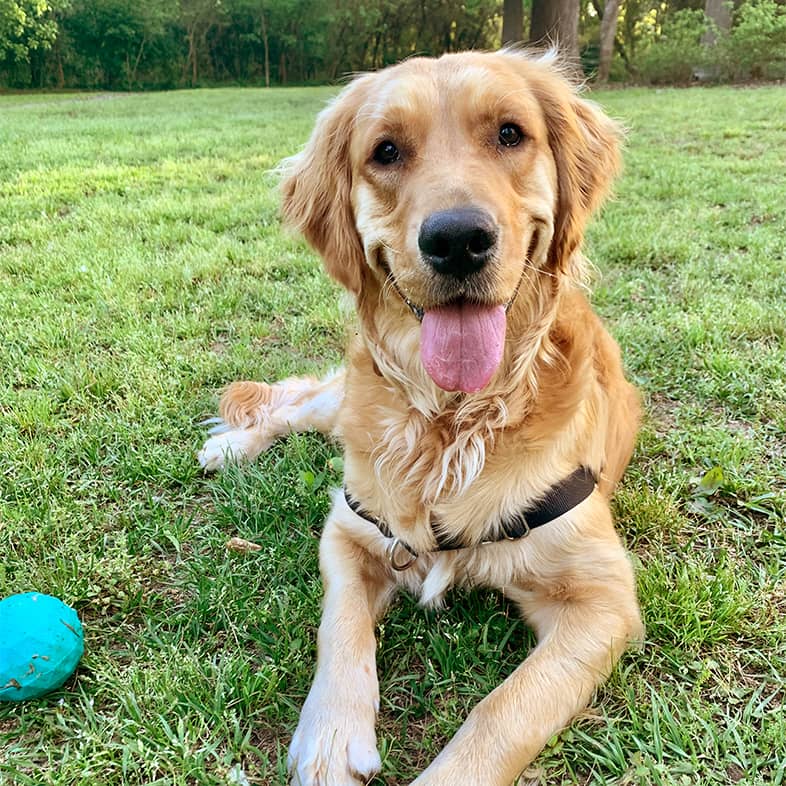 A close-up of a golden-colored dog wearing a black harness while lying in the grass next to a blue ball.