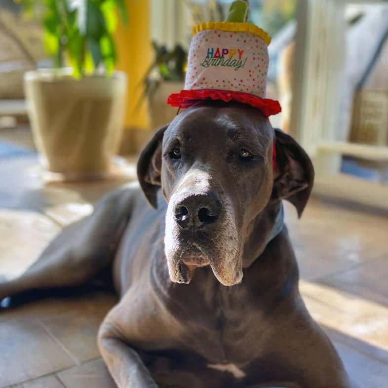 A close-up of a gray Great Dane lying on the floor wearing a colorful hat that says, 'Happy Birthday'.