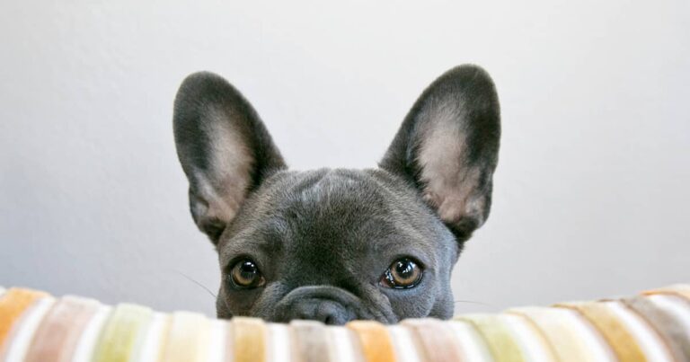 A close-up of the head and upright ears of a gray French bulldog peeking over a striped pillow.