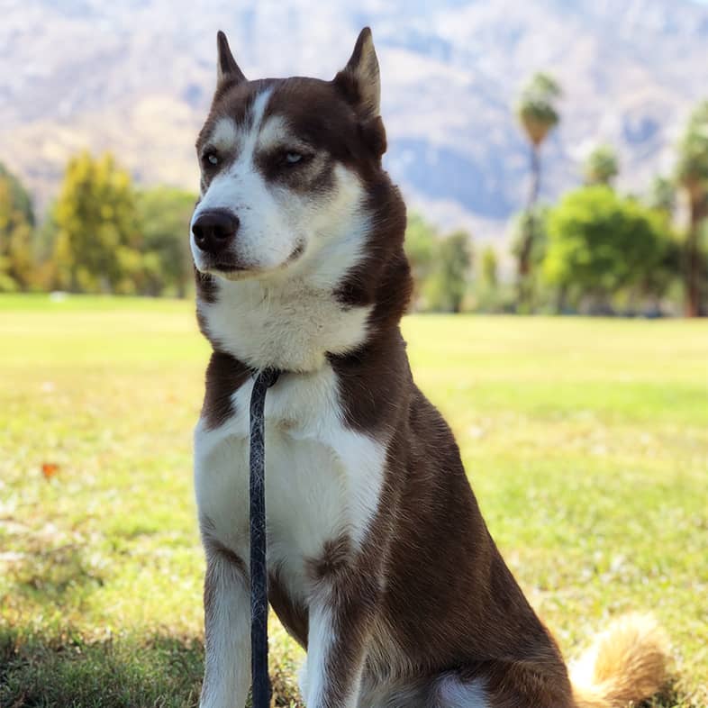 A close-up of a husky wearing a collar and leash sitting in the grass with mountains in the background.