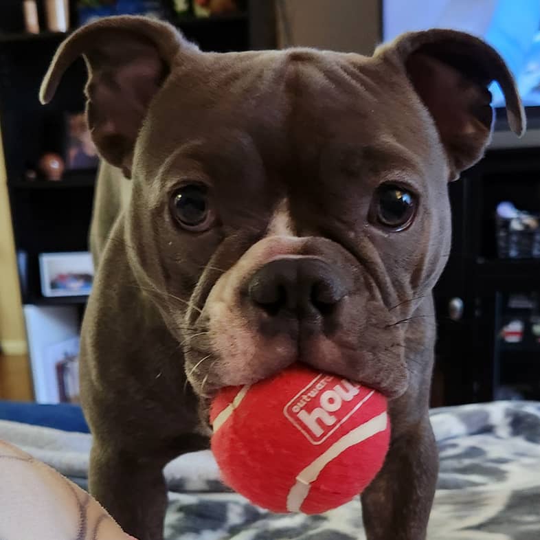 A close-up of a small gray puppy holding a large red tennis ball in its mouth.