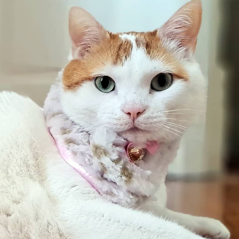 A close-up of a white and brown domestic shorthair cat wearing a pink collar.