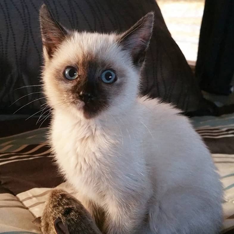 A close-up of a white and brown kitten with blue eyes sitting on a bed.