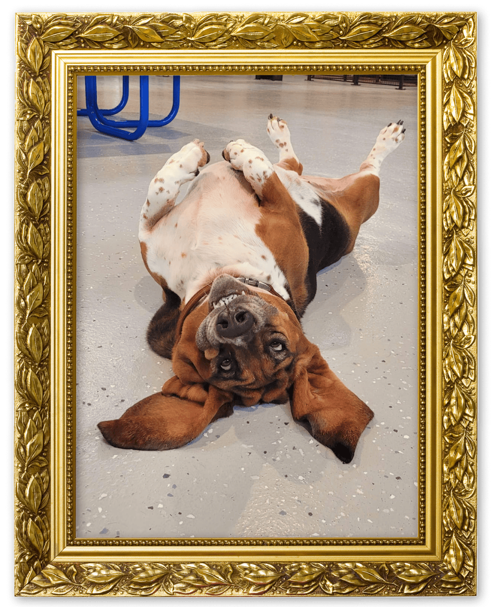 An image of a dog in a picture frame for the Fan Funnies album on the Diamond Family Album.