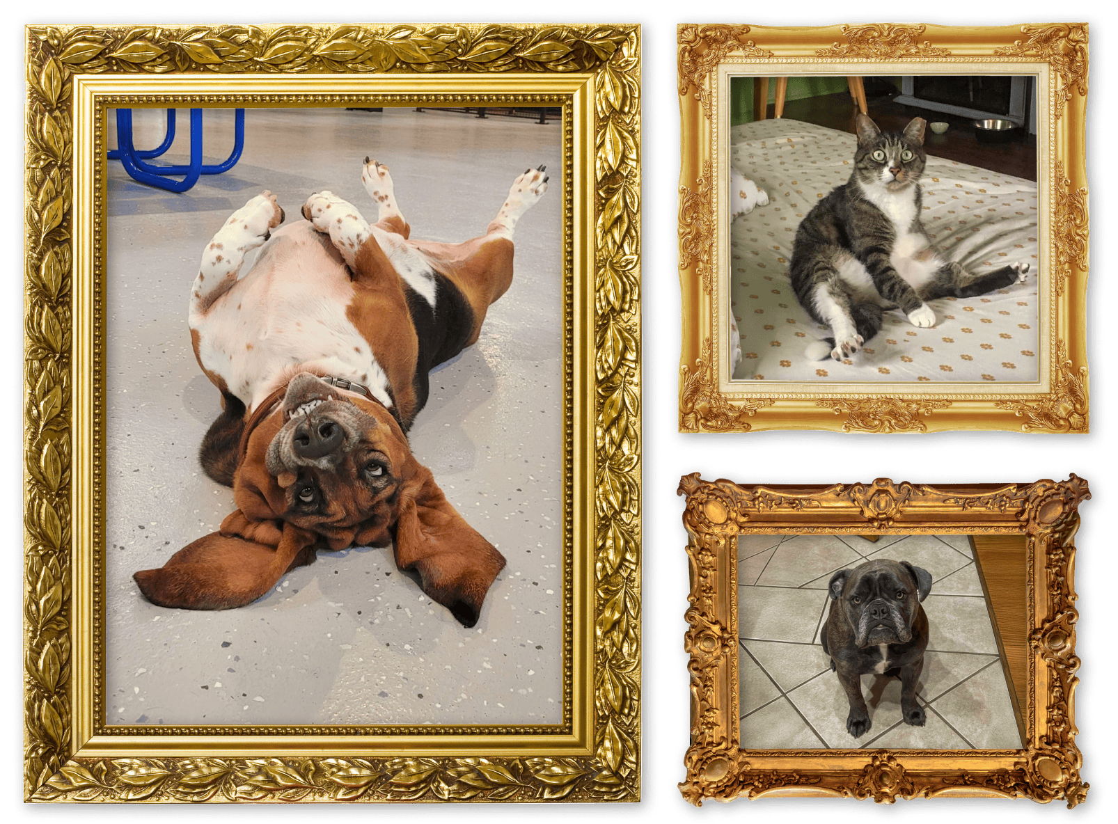 Three images of pets in picture frames for the Fan Funnies album on the Diamond Family Album.