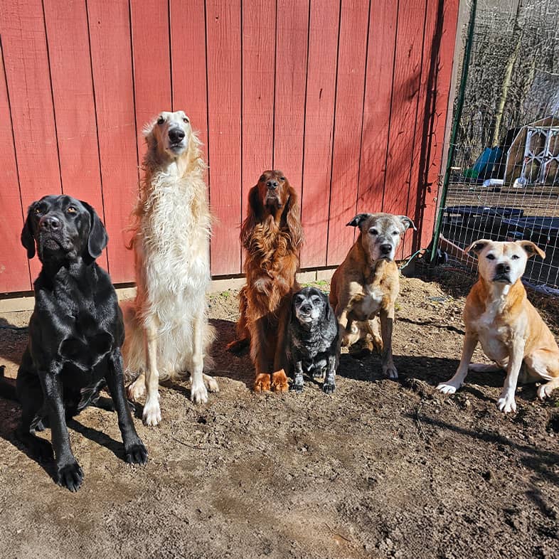 A group of six different dog breeds sitting together outside in front of a red fence.