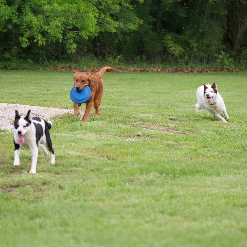 A group of three dogs chasing after each other in the park with one dog holding a blue Frisbee in its mouth.