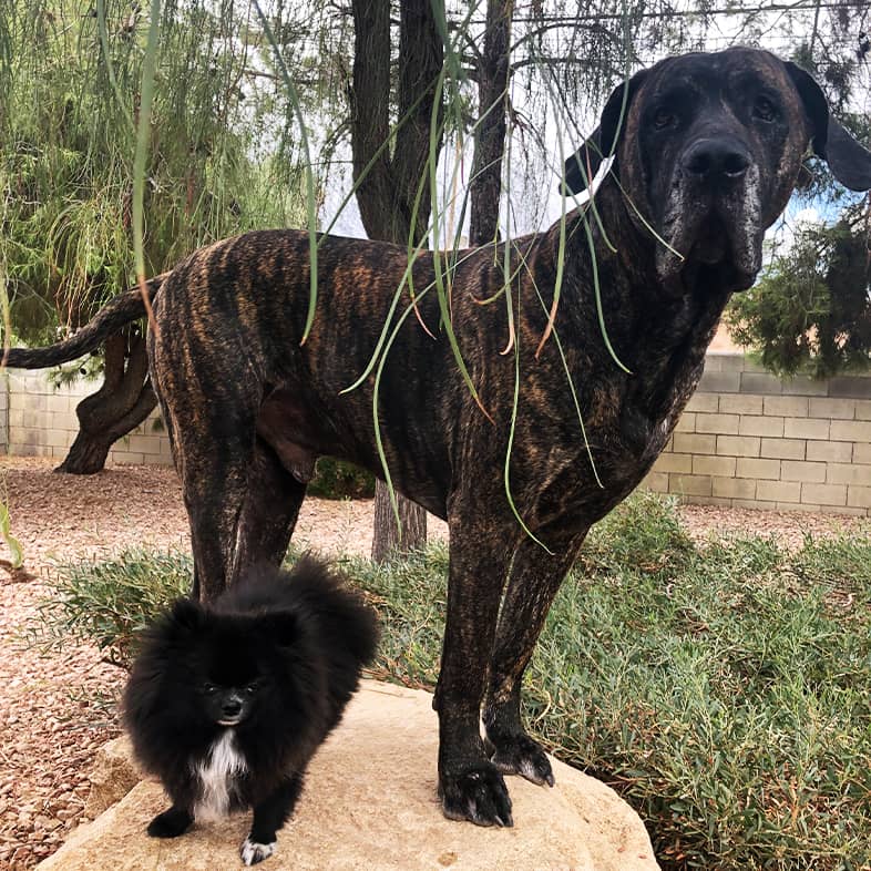 A large black and brown dog standing on a rock in a park next to a very small black Pomeranian.