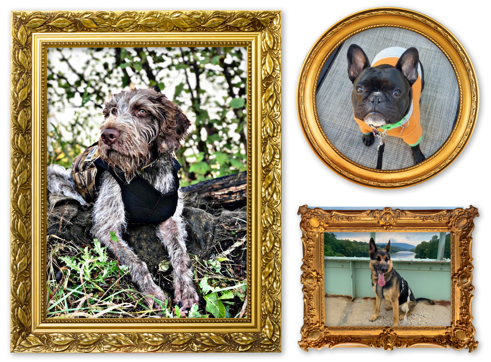Three images of dogs in picture frames for the Unique Pet Names album on the Diamond Family Album.