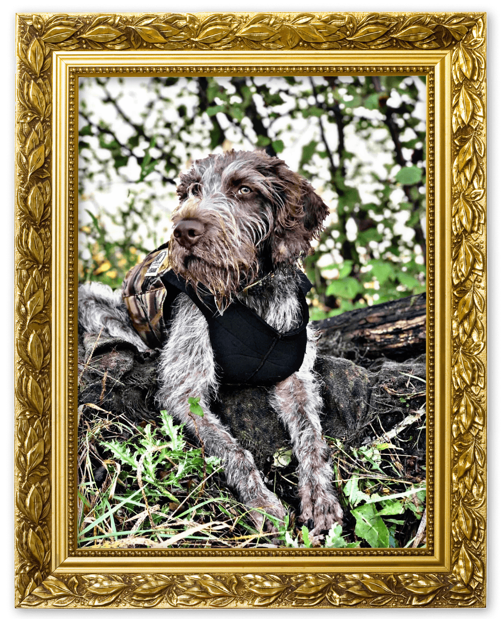An image of a dog in a picture frame for the Unique Pet Names album on the Diamond Family Album.