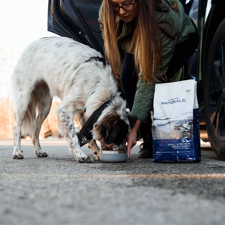 A woman feeding a white and brown speckled dog from a dog bowl on the ground next to a bag of Diamond Naturals Small & Medium Breed Puppy Chicken & Rice Formula.