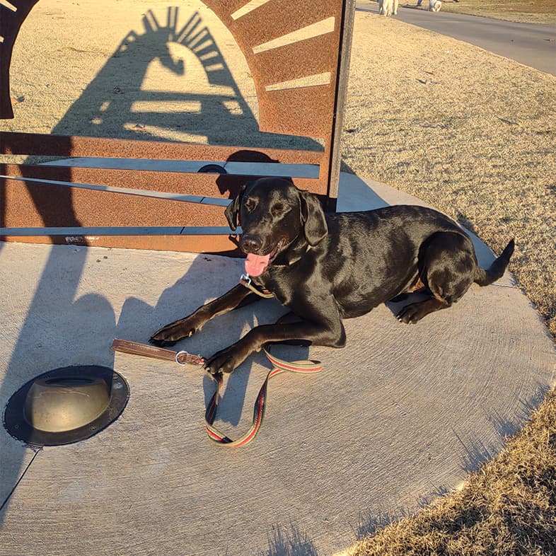 A black dog lying on some pavement surrounded by grass at a park during sunset.