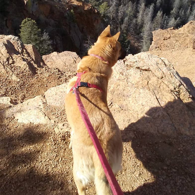 A blonde German shepherd on a pink leash and harness standing on a rock overlooking a canyon on a sunny day.