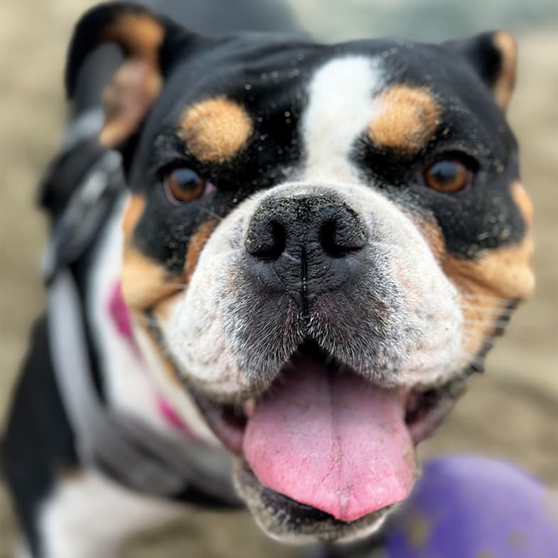 A close-up of a black, brown and white bulldog panting with its tongue out.
