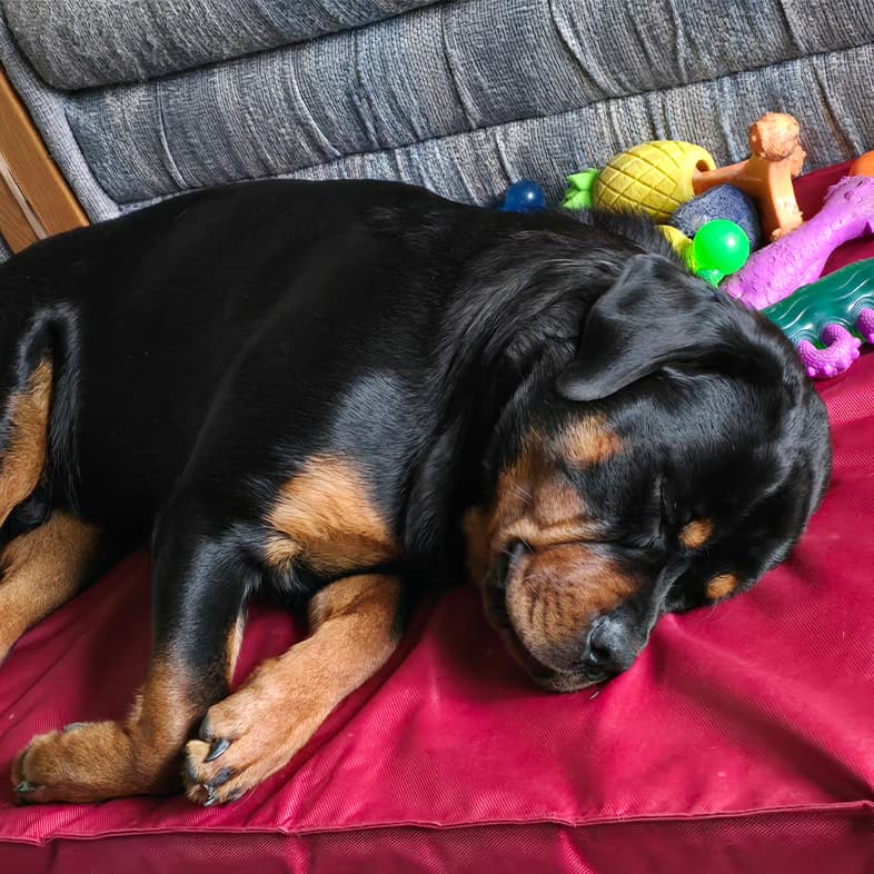A close-up of a black and tan Rottweiler sleeping on a red dog bed with dog toys lying in the background.