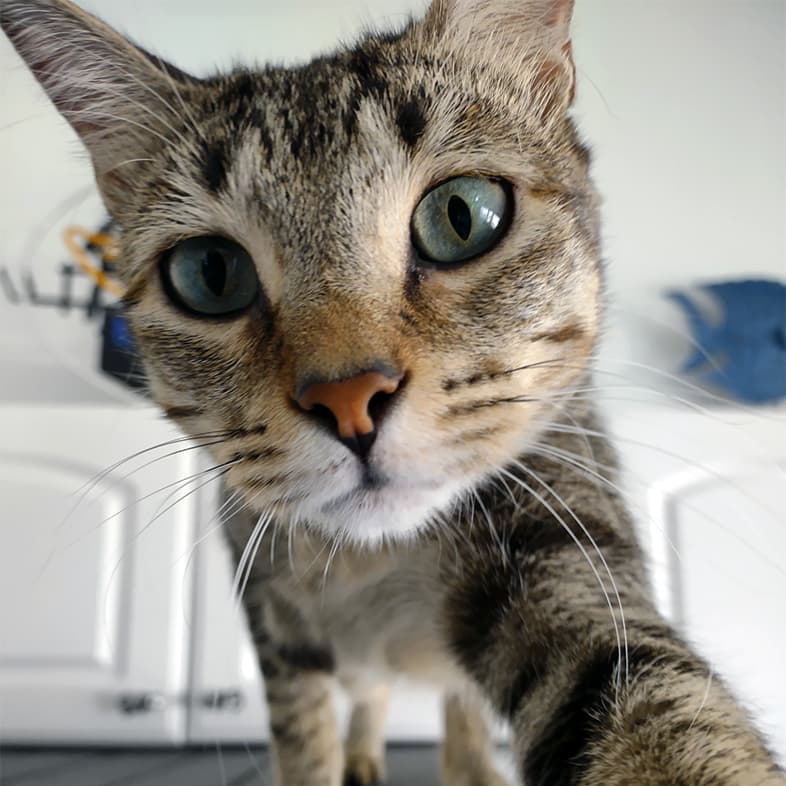 A close-up of a brown and black striped domestic short hair cat reaching one arm out towards the camera.
