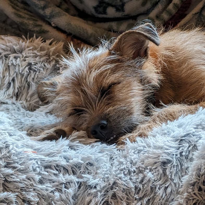 A close-up of a brown border terrier sleeping peacefully on a soft blanket.