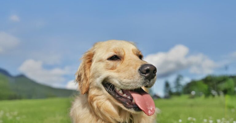 A close-up of a golden retriever panting with its tongue out while standing in a field on a sunny day.