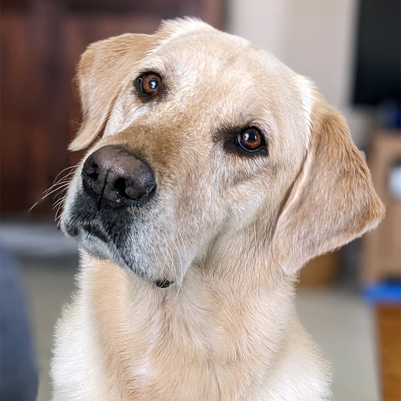 A close-up of a yellow Labrador retriever with its head tilted at an angle.