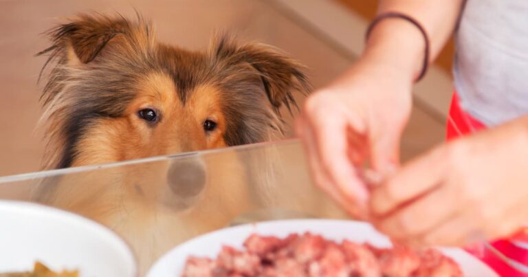 A Collie dog staring at food being prepared on a table.