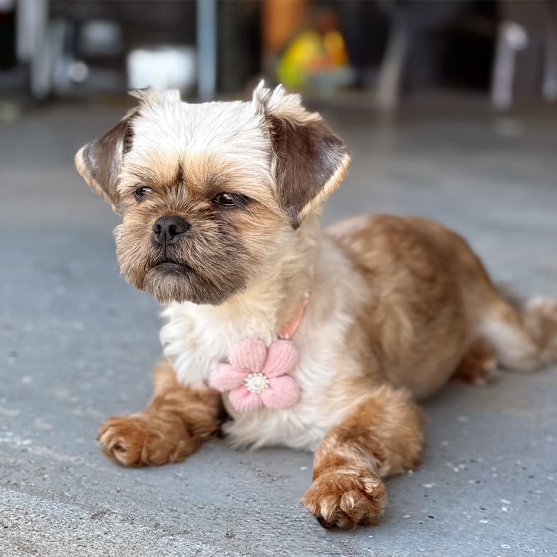 A small brown and blonde shih tzu lying on pavement wearing a pink collar with a knitted pink flower on it.